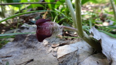 Asarum canadense