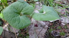 Asarum canadense