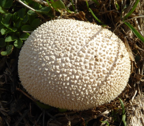 Pievinis pumpotaukšlis nuotrauka