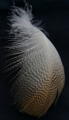 Alopochen aegyptiaca