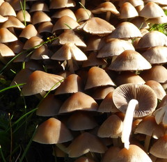 Britzelmayria multipedata