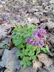 Corydalis solida