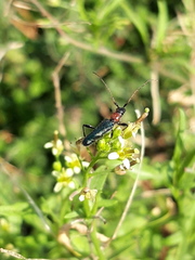 Cartallum ebulinum
