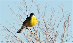 Motacilla flava iberiae