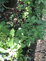 Sambucus nigra