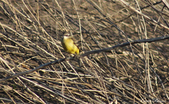 Motacilla flava iberiae