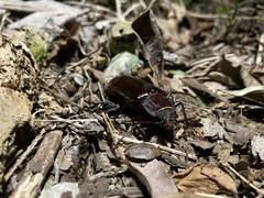 Stenodontes exsertus