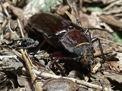 Stenodontes exsertus