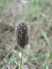 Alopecurus vaginatus