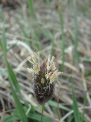 Alopecurus vaginatus