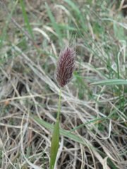 Alopecurus vaginatus