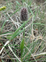 Alopecurus vaginatus