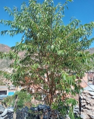 Prunus serotina salicifolia