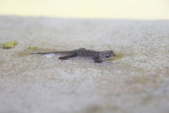 Gekko japonicus