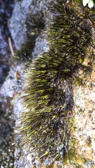 Campylopus atrovirens