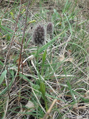 Alopecurus vaginatus