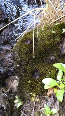 Campylopus atrovirens