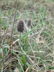 Alopecurus vaginatus