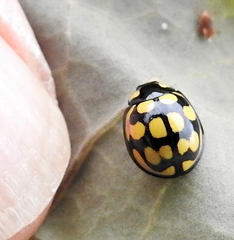 Cheilomenes sulphurea