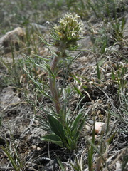 Ipomopsis spicata