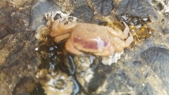 Cyclograpsus punctatus