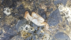 Cyclograpsus punctatus
