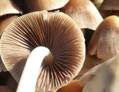 Britzelmayria multipedata