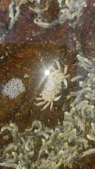 Cyclograpsus punctatus