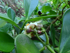 Clusia fluminensis