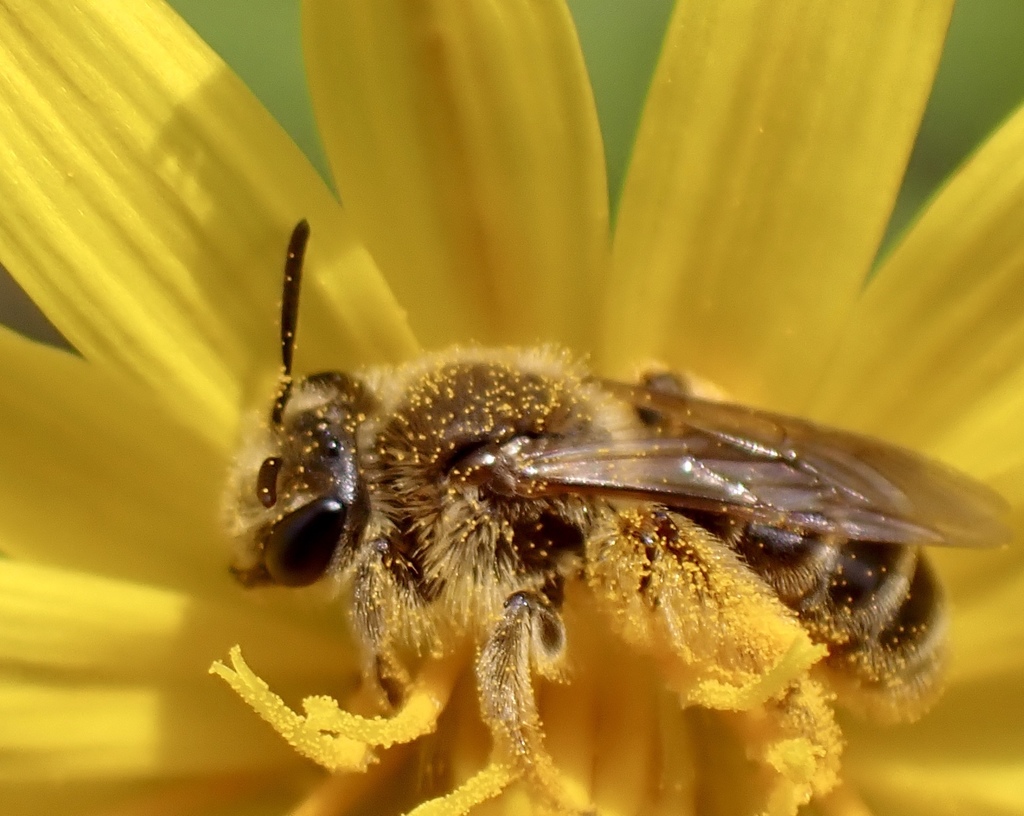 callandrena-from-eupora-ms-us-on-april-18-2021-at-05-12-pm-by