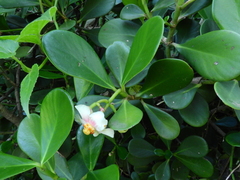 Clusia fluminensis