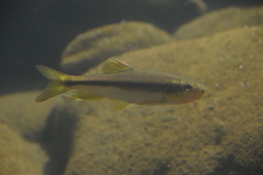 Nipponocypris temminckii