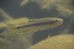 Nipponocypris temminckii
