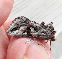 Cornutiplusia circumflexa