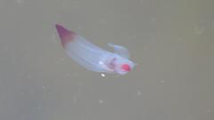 Clione limacina