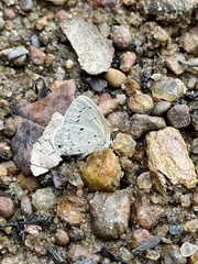 Eicochrysops hippocrates