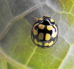 Cheilomenes sulphurea