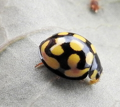 Cheilomenes sulphurea