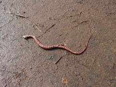 Helicops leopardinus