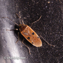 Physopelta quadriguttata