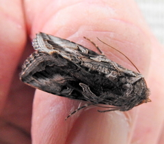 Cornutiplusia circumflexa