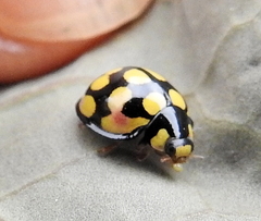 Cheilomenes sulphurea