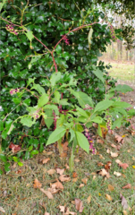 Phytolacca americana