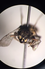 Calliopsis andreniformis