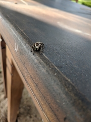Salticidae