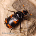 Nicrophorus nepalensis - Photo (c) Young Chan, alguns direitos reservados (CC BY-NC), uploaded by Young Chan