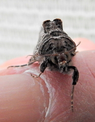 Cornutiplusia circumflexa