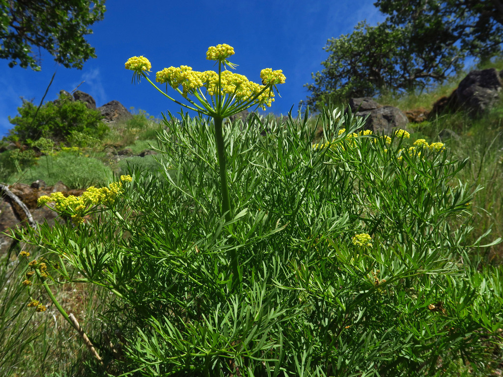 Suksdorf's Desert-Parsley