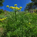 Lomatium suksdorfii - Photo (c) Adam Schneider, algunos derechos reservados (CC BY-NC), subido por Adam Schneider
