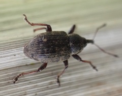 Notaris acridulus